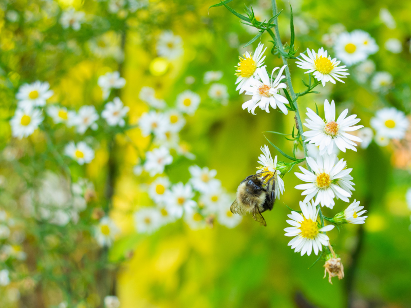 importancia-abelhas-clevermeals-blog-800-600
